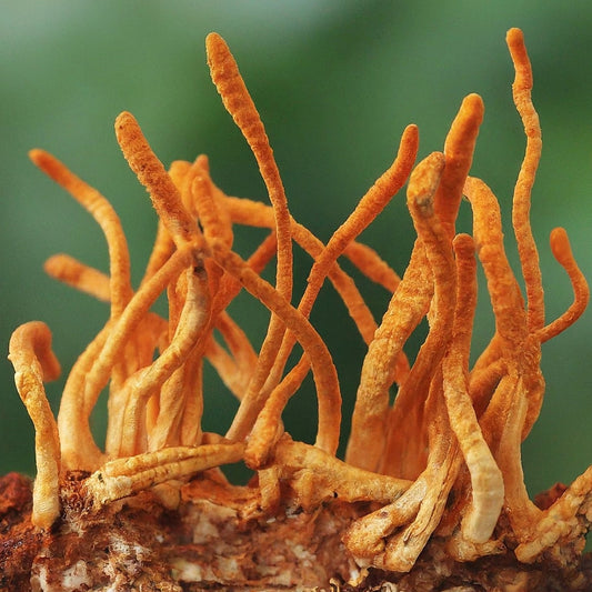 Cordyceps Mushroom in nature