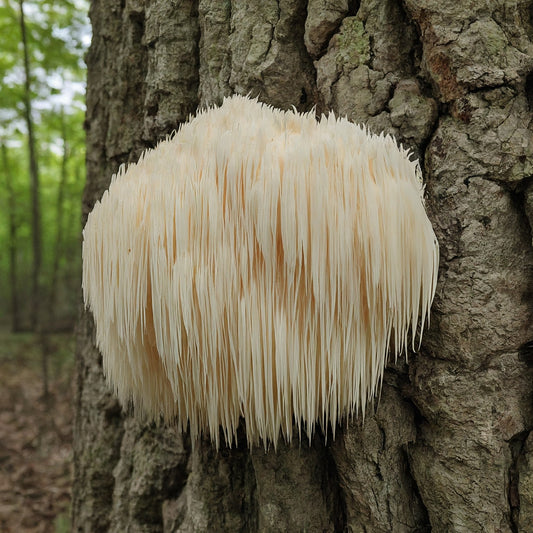 Lion's Mane Mushroom in nature.