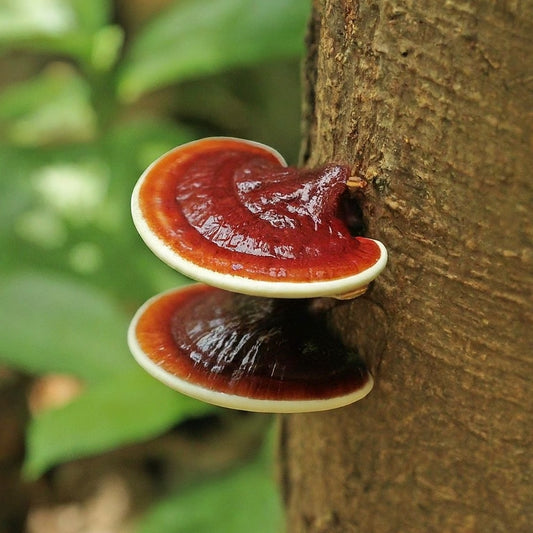 The Science Behind Reishi Mushroom's Powerful Benefits