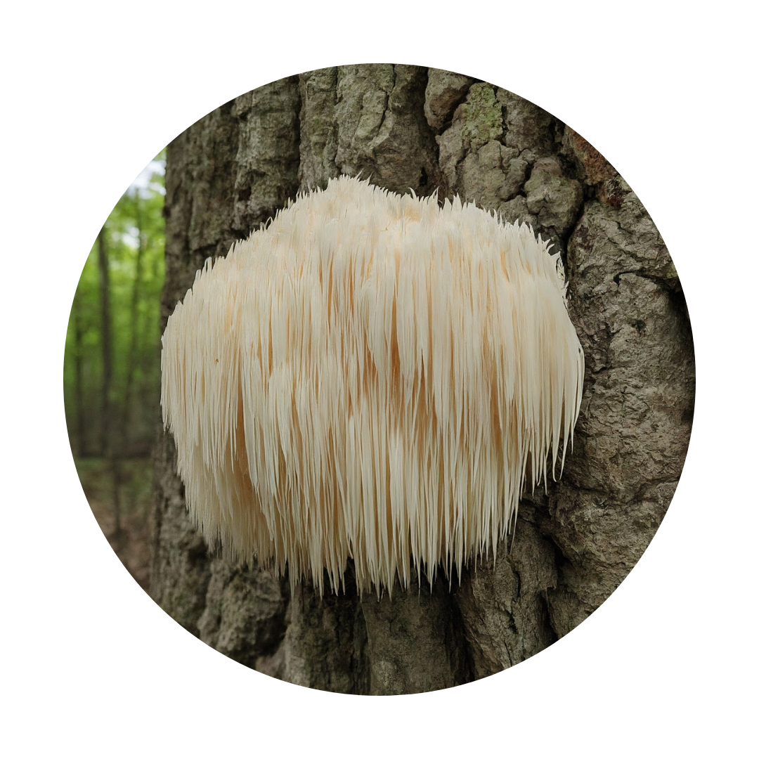 lion's mane mushroom on a tree