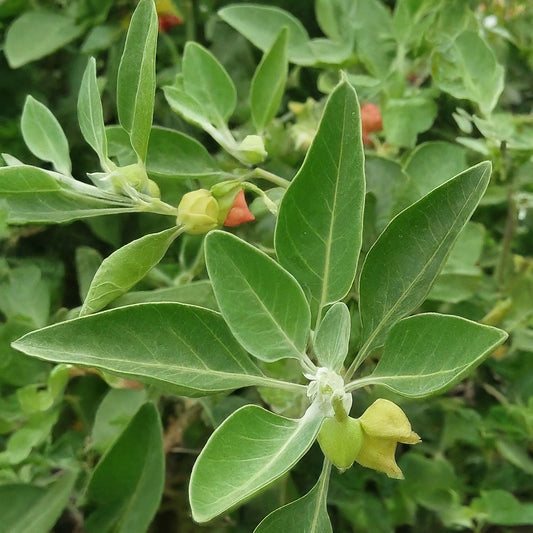 Ashwagandha plant in nature.