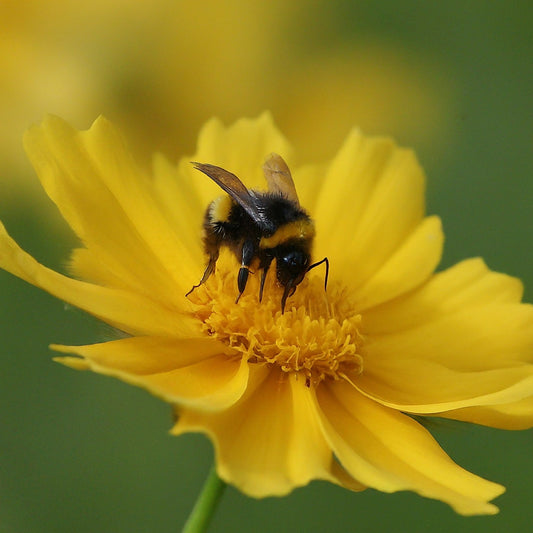 Discover the Top 5 Benefits of Bee Pearl
