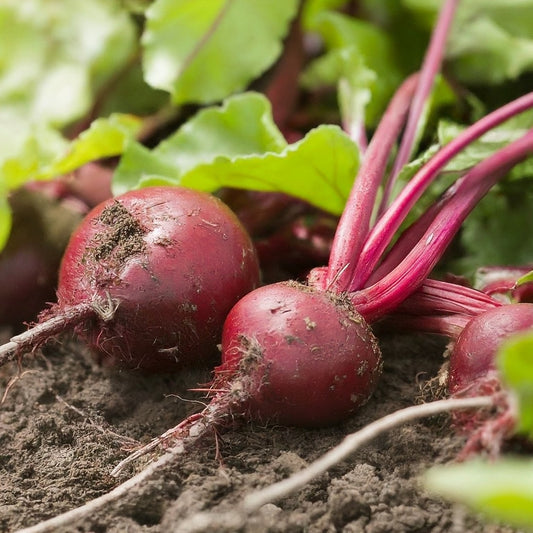 The Surprising Benefits of Beetroot