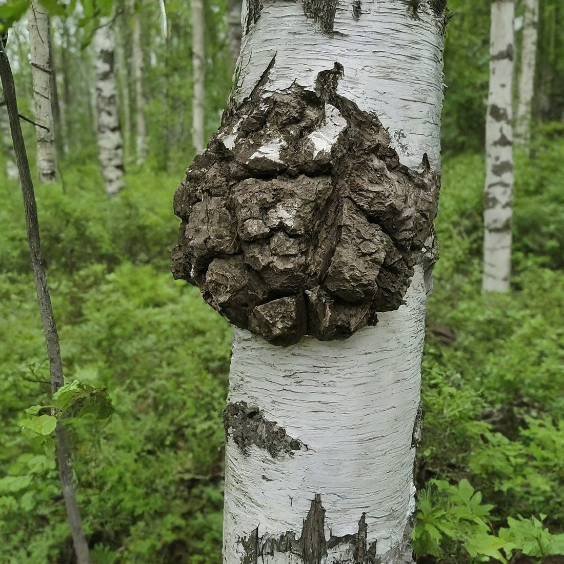 The Top Benefits of Birch Chaga Revealed