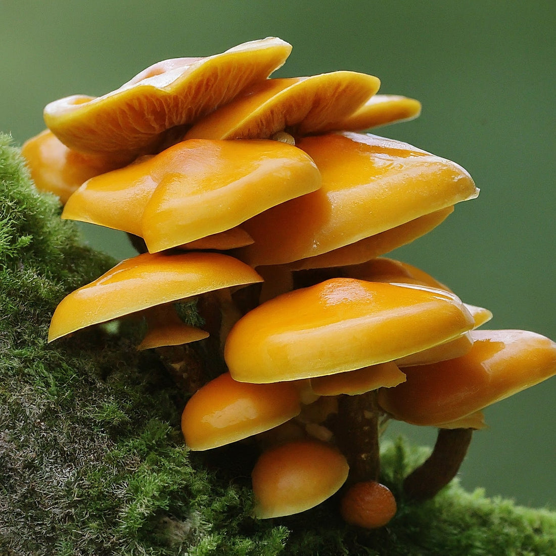 Medicinal mushrooms in nature