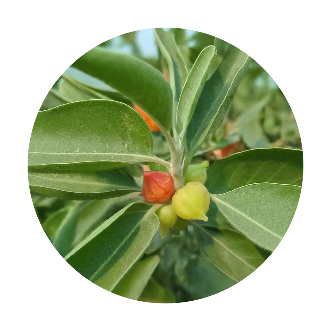 ashwagandha plant