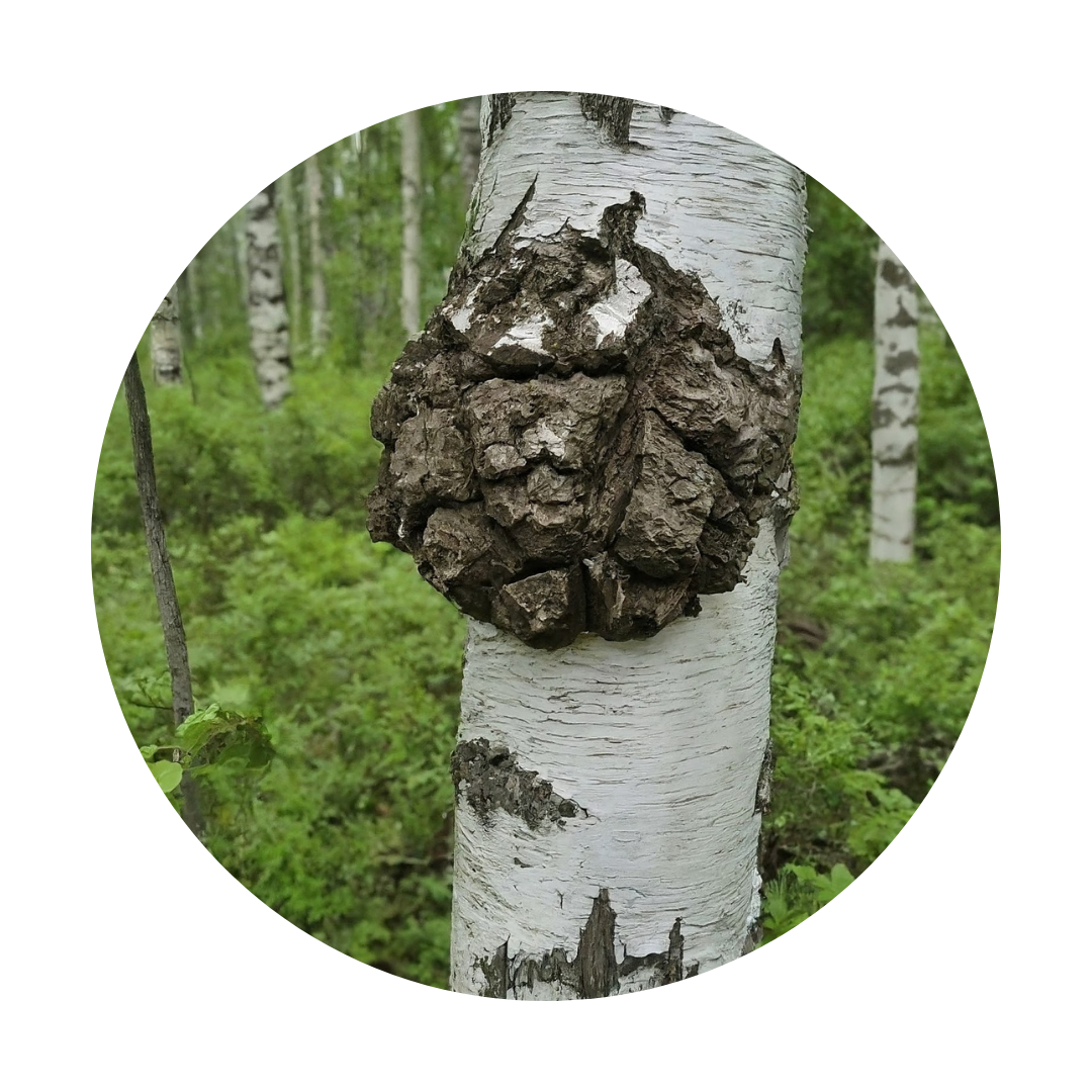 birch chaga growing on a tree