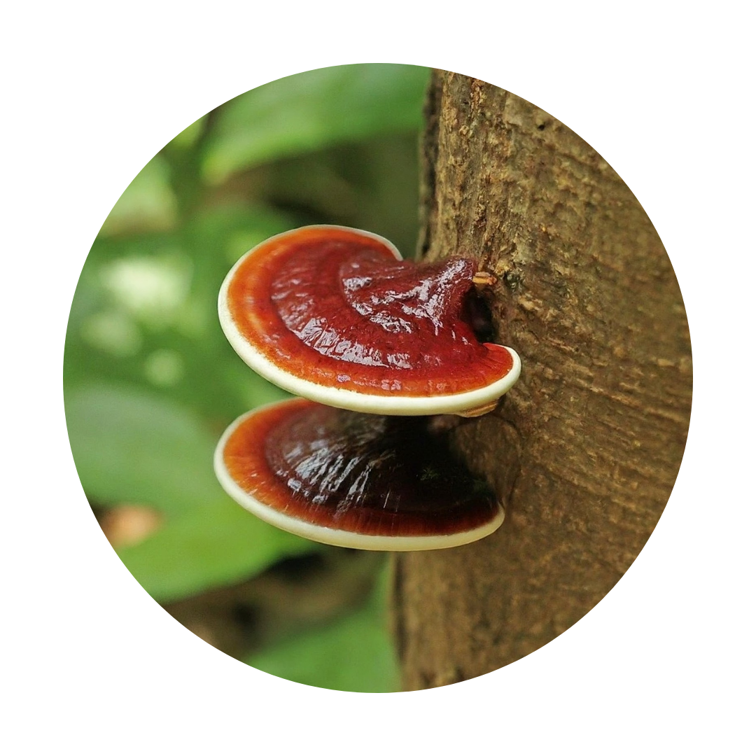 reishi mushroom on a tree
